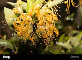 Image result for Lonicera confusa