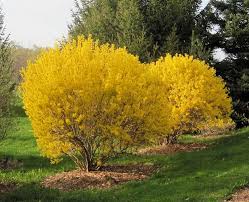 Lynwood Gold Forsythia Plant Plants Landscape Structure Purple Passion Plant