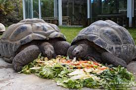 Check spelling or type a new query. Tortue Geante D Aldabra Zoo De La Palmyre