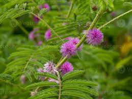 Image result for Mimosa diplotricha