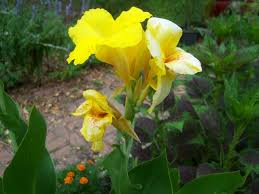 Image result for Cannaceae