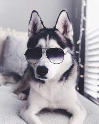 Psbattle A Husky Wearing Sunglasses Pic Picoftheday Husky A Husky Pet Sunglasses