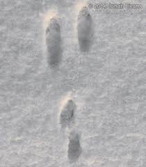 Cast your ballot for the fisher cats as the best sporting event to take clients to for question 23 of the 2021 bob awards. Identifying Animal Tracks In Snow 5 Common Backyard Species Naturetracking