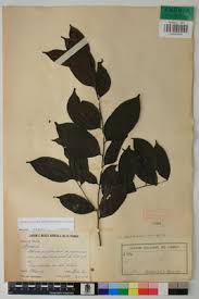 Image result for Diospyros abyssinica