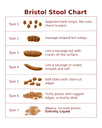 doo and you what the bristol stool chart tells us about