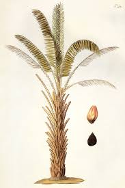 Image result for Elaeis guineensis