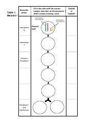 Lifescitrc org cells alive meiosis phase worksheet. Meiosisphases Cells Alive Meiosis Phase Worksheet Match The Picture To The Phase Tell What S Happening Now Diploid Cell Prophase I O A Metaphase I Course Hero