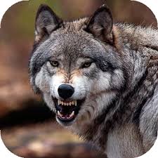 Every update uses your pc's hard disk space and keeps getting larger and larger every day which overloads your pc and as a result, your pc gets slower and takes a lot of time to startup. Wolf Wallpaper Hd Hintergrunde Themen Apps Bei Google Play