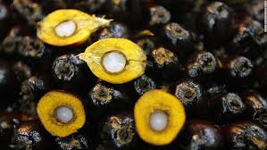 We did not find results for: Fgv Holdings Us Restricts Palm Oil Imports From Malaysia Based Company Over Alleged Forced Labor Abuses Cnnpolitics