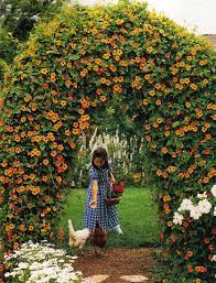 Blackeyed Susan Vine Archway Awesome Black Eyed Susan Vine Black Eyed Susan Garden Vines