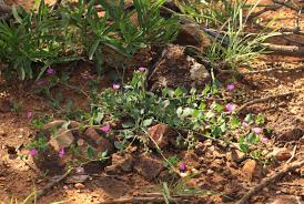 Image result for Corbichonia