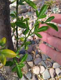 Maybe you would like to learn more about one of these? Beware Of Rootstock Suckers On Citrus Trees Greg Alder S Yard Posts Southern California Food Gardening