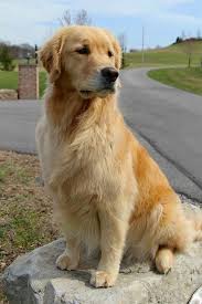 More About The Outgoing Golden Retriever Temperament Goldenretrievertshirts Goldenretrievervideo Gol Retriever Puppy Golden Retriever Dogs Golden Retriever