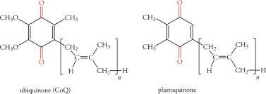 Coq10 cycles between ubiquinone and ubiquinol in the production of energy in mitochondria. Ubiquinone An Overview Sciencedirect Topics