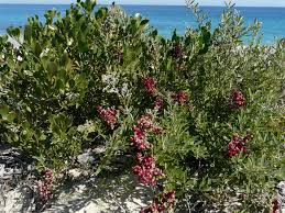 Image result for Rhagodia