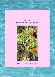 Termurah Wa 0822 2022 8118 Harga Bibit Durian Musang King Palembang Kalimantan Gajah Benih