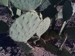 It is hollow under except for the stem. Plant A Prickly Pear Cactus 4 Steps Instructables