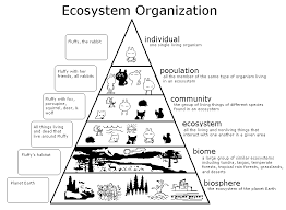 56b761b3aedb7fda26fe12bbf76fef91 Gif 814 596 Ecosystems Biology Classroom Ecosystem Activities