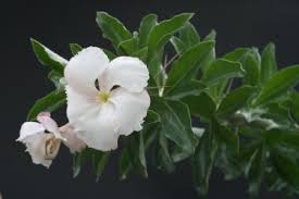 Image result for Commiphora pteleifolia