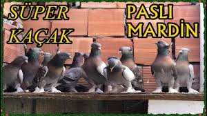 Super Kacak Guvercin Pasli Mardin Youtube