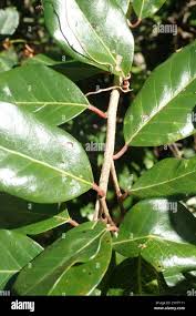 Image result for Apodytes dimidiata