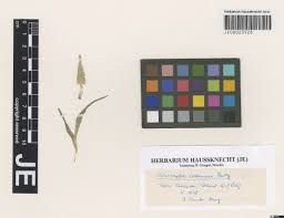 Image result for Synsepalum muelleri