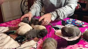 2 lilacs, 1 blue, and 1 blue fawn. Platinum Lilac Tan And Blue Frenchie Babies Youtube