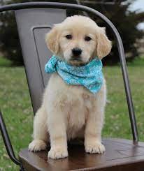 From their first breath and learning to walk, to teething and playtime. Golden Retriever Puppies Pet City Pet Shops