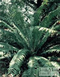 Image result for Encephalartos villosus