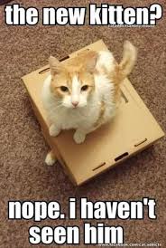 33 Most Adorable Animals Ever Cute Animal Memes Funny Cat Pictures Funny Animal Pictures