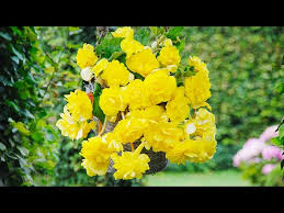 Ideally, baskets in the sun need to be a hanging basket can also become an attractive wall basket ! How To Plant Cascading Begonias Hanging Basket Guide Youtube