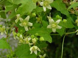 Image result for Eureiandra sp. A