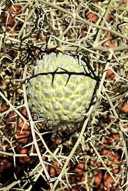 Image result for Acanthosicyos