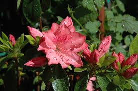 Tilda swinton is scottish actress of film and television. Girard S Renee Michelle Azalea Rhododendron Girard S Renee Michelle In Detroit Ann Arbor Dearborn Royal Oak Bloomfield Michigan Mi At English Gardens
