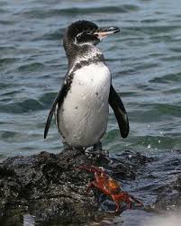 Birds That Cannot Fly Images Galapagos Penguin Galapagos Penguin And Sally Lightfoot Crab Galapagos Penguin Penguins Galapagos