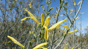 Image result for Justicia stachytarphetoides