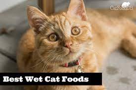 Catfooddb S Unbiased List Of The Best Wet Cat Foods Cat Allergies Cats Cat Food