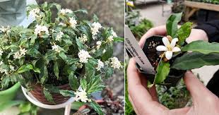 Image result for Mitriostigma axillare