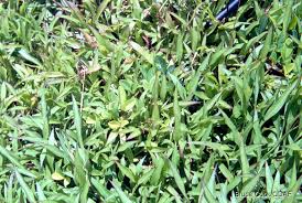 Image result for Ischaemum