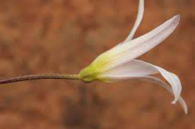 Image result for Xerophyta schlechteri