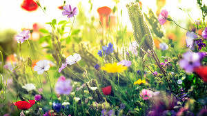 How to say frühling in english? Fruhling Fotografieren Fototv