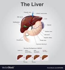 Right kidney pain occurs below the liver. Human Anatomy Liver Location Anatomy Drawing Diagram