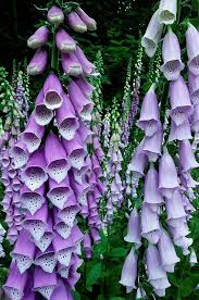 Pin On Gardening