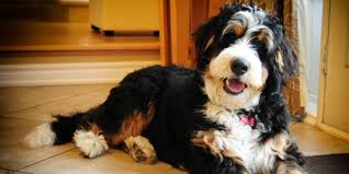 Bernedoodle Info Temperament Training Diet Puppies Pictures