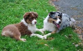 The coat may also have white areas around the collar , chest, muzzle and feet. The Australian Shepherd Usasa