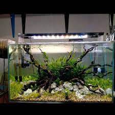 5 Tema Aquascape Sederhana Dan Cocok Untuk Pemula Iwak Galak