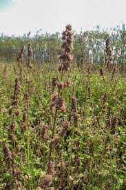 Image result for Mesosphaerum pectinatum