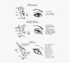 Mar 24, 2022 · bloxburg outfit codes | in this post, you will find a number of the most popular roblox avatar shop items/bloxburg outfit codes. Human Half Elves And Half Elf Ears Hd Png Download Kindpng