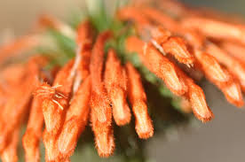 Image result for Leonotis decadonta