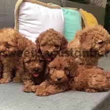 Pin On Toy Poodle